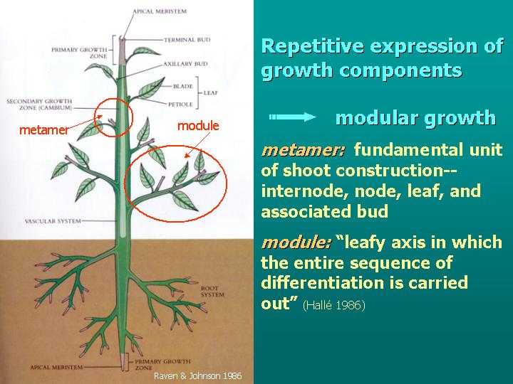repetitive expression of growth components = modular growth
