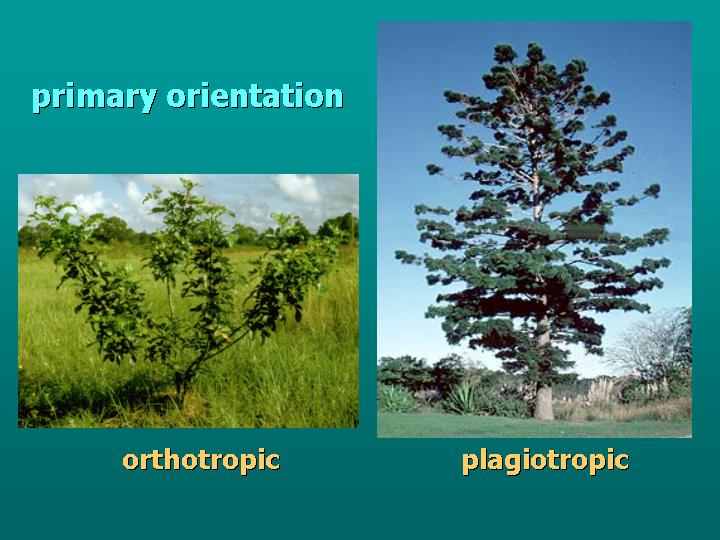 primary orientation: orthotropic vs plagiotropic
