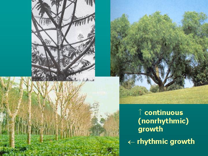 continuous vs rhythmic growth