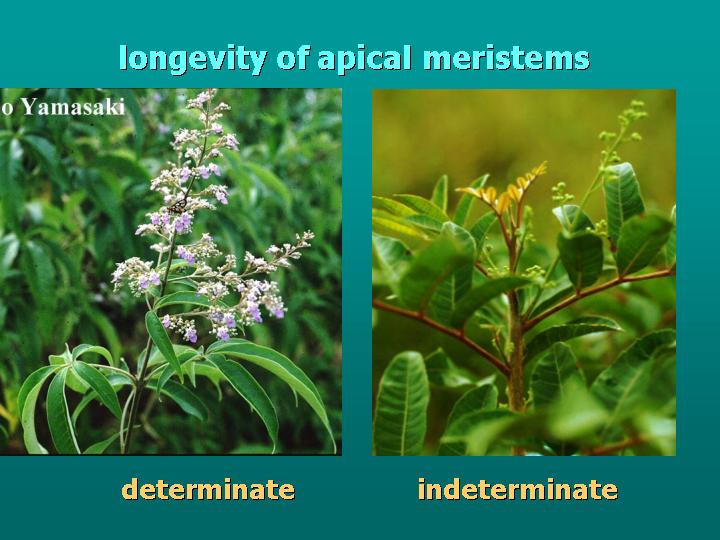 longevity of apical meristems: determinate vs indeterminate