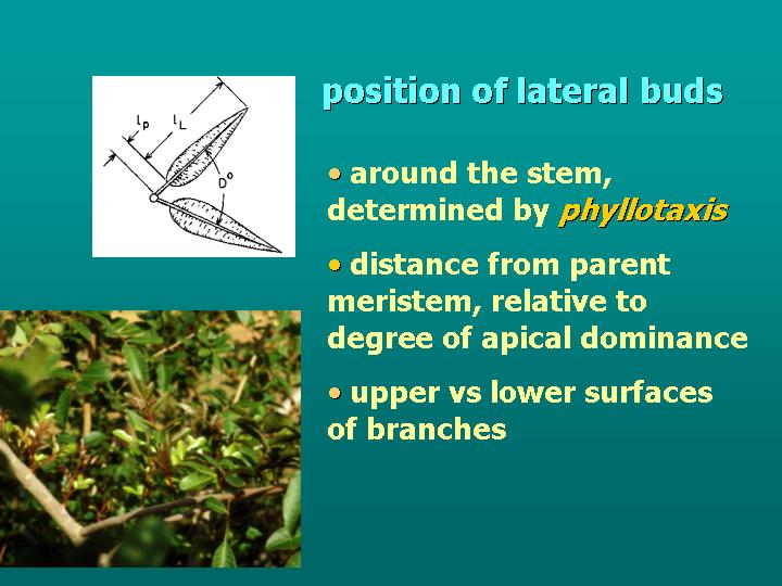 position of lateral buds