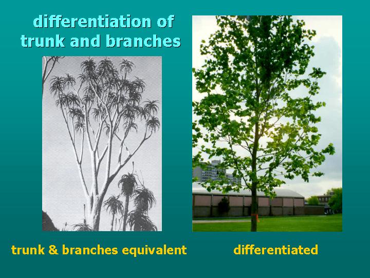 differentiation of trunk and branches