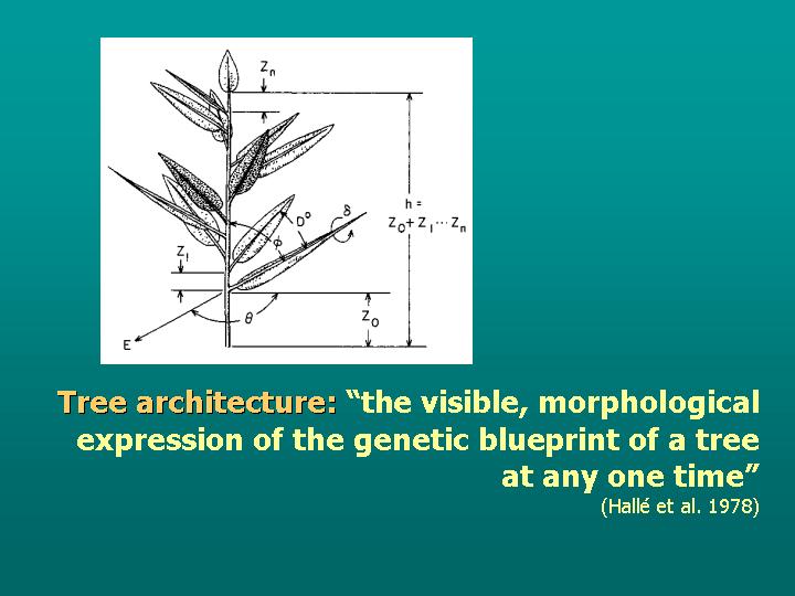 tree architecture defined