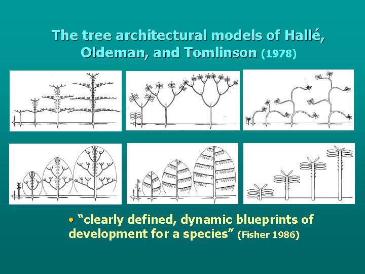 the tree architectural models of Halle, Oldeman & Tomlinson (1978)