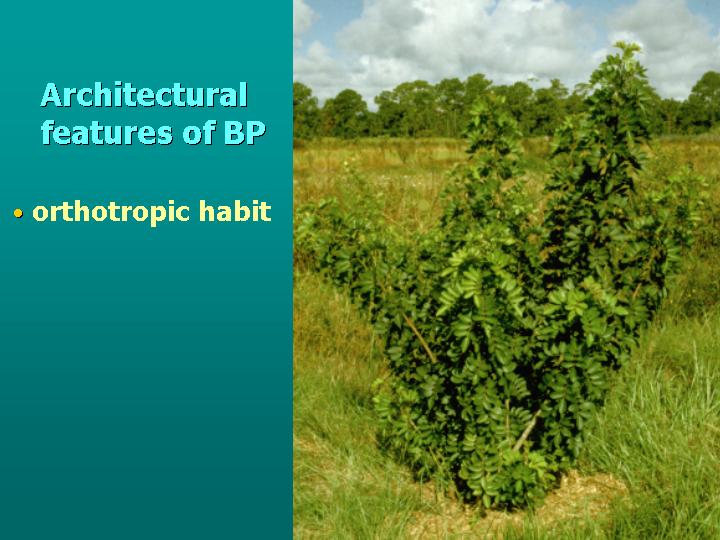architectural features of BP: indeterminate meristems, lateral flowers
