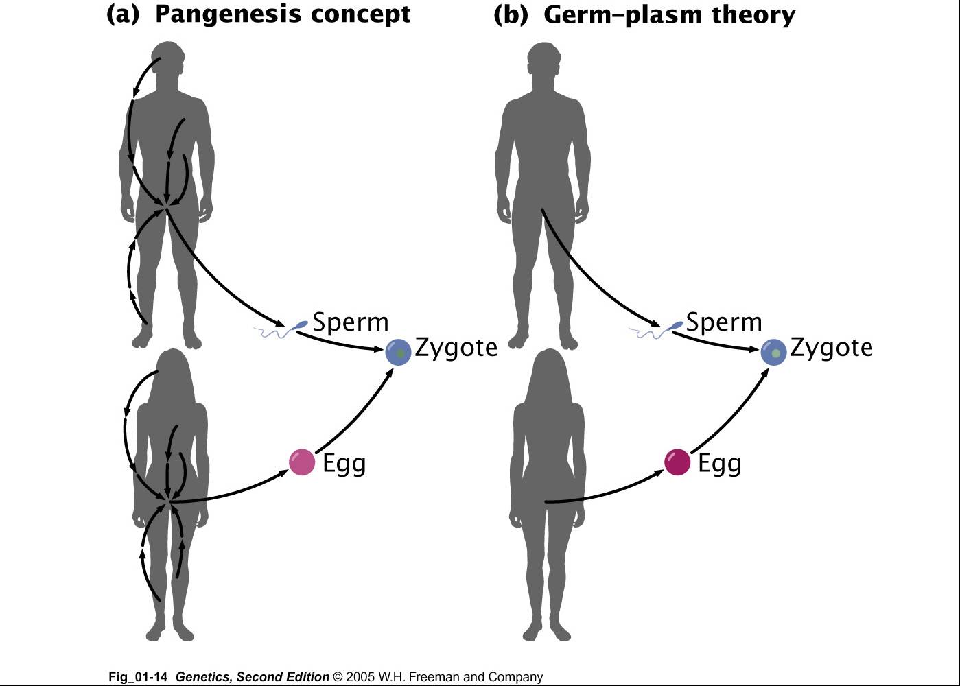 Resultado de imagen de teoría de la pangénesis